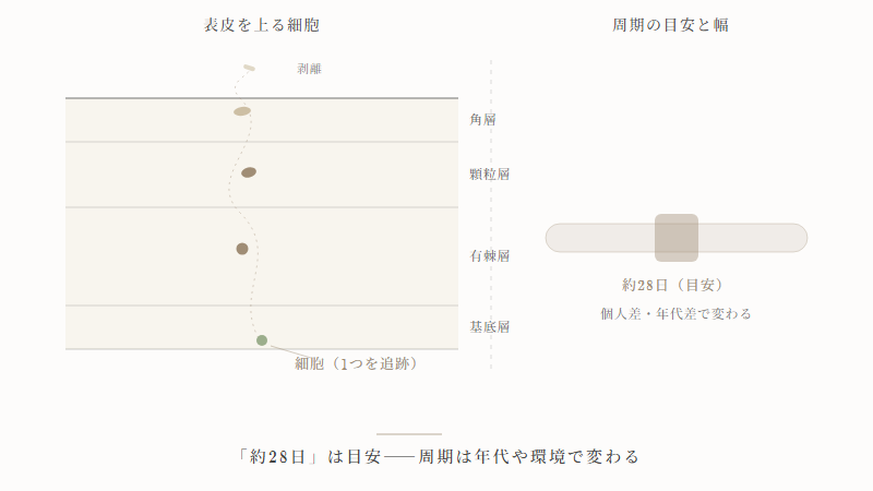 表皮の内側から角層まで細胞が移動する流れの図解